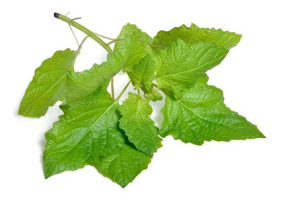 Nicandra fysalodes. Het is bekend onder de gewone namen appel-van-Peru en shoo-fly plant. geïsoleerd — Stockfoto