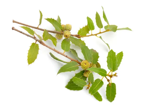 Quercus coccifera o quercia kermes. Isolato su sfondo bianco — Foto Stock