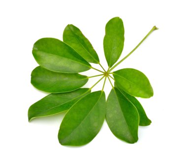 Schefflera arboricola veya cüce şemsiye ağacı. Beyaz arkaplanda izole