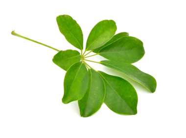 Schefflera arboricola veya cüce şemsiye ağacı. Beyaz arkaplanda izole