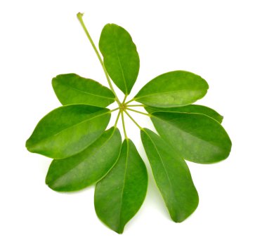 Schefflera arboricola veya cüce şemsiye ağacı. Beyaz arkaplanda izole