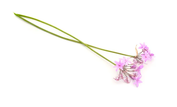 Tulbaghia violacea, známá jako společenský česnek, růžový agapanthus, divoký česnek, sladký česnek, jarní cibule — Stock fotografie