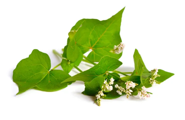 Fiori Fagopyrum Esculentum Grano Saraceno Grano Saraceno Isolato Sfondo Bianco — Foto Stock