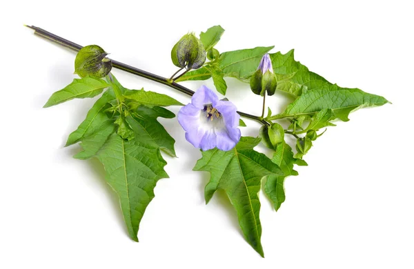 Nicandra Physalodes Ist Unter Den Gebräuchlichen Namen Apfel Von Peru — Stockfoto