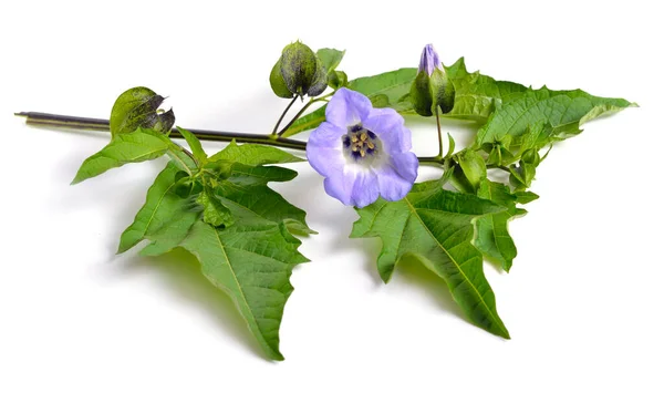 Nicandra Physalodes Conocida Por Los Nombres Comunes Manzana Del Perú — Foto de Stock