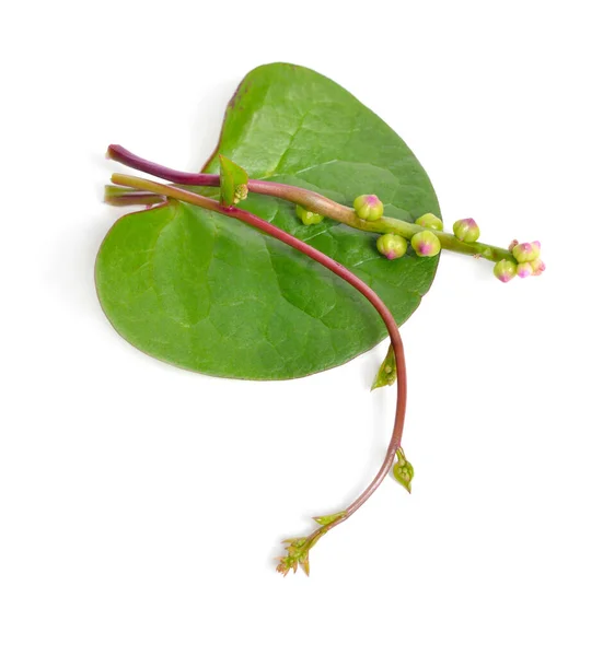 Basella Alba Known Various Common Names Including Malabar Spinach Vine — Stock Photo, Image