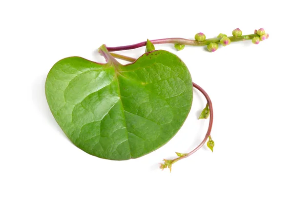 Basella Alba Known Various Common Names Including Malabar Spinach Vine — Stock Photo, Image