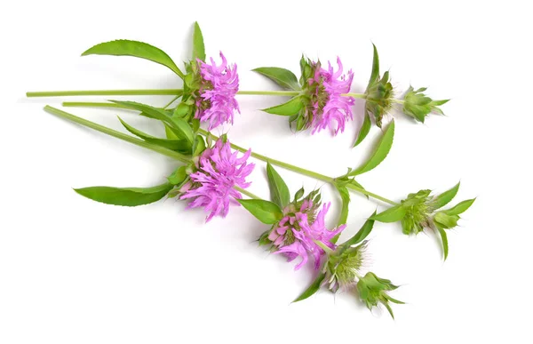 Monarda Citriodora Häufige Namen Sind Zitronenbiene Zitronenminze Und Purpurkraut Isoliert — Stockfoto