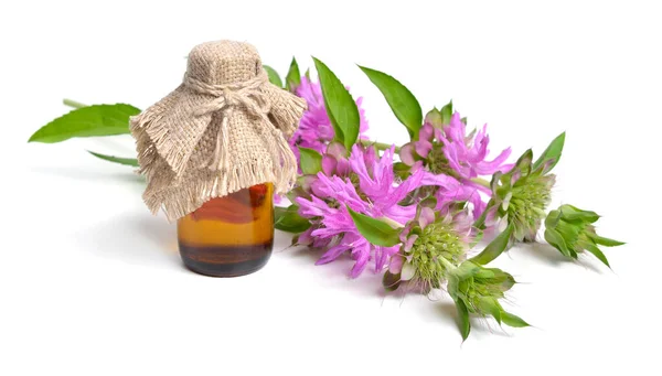 Monarda Citriodora Vanliga Namn Citronbibalm Citronmynta Och Lila Hästkött Isolerad — Stockfoto