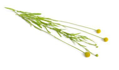 Helenyum aromaticum veya sefalophora aromatica. Beyaz arkaplanda izole.