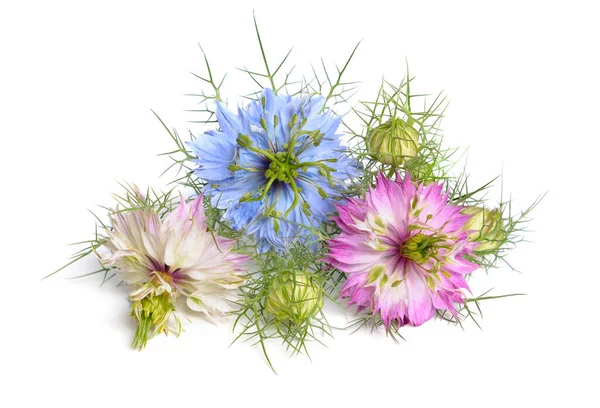 Nigella Damascena Love Mist Lompe Dame Duivel Bush Geïsoleerd Witte — Stockfoto