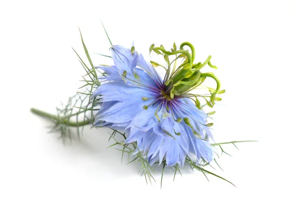 Nigella Damascena Amor Uma Névoa Senhora Esfarrapada Diabo Mato Isolado — Fotografia de Stock