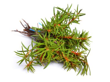 Rododendron tomentosum, Ledum palustre veya bataklık Labrador çayı, kuzey Labrador çayı veya yabani biberiye, Ledum.