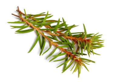 Rododendron tomentosum, Ledum palustre veya bataklık Labrador çayı, kuzey Labrador çayı veya yabani biberiye, Ledum.