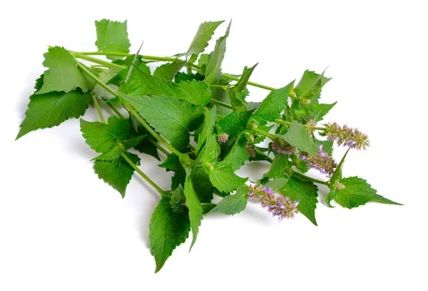 Agastache foenikulum Agastache anethiodora, anis-isop-blå isop, duftende gigantisk isop, lavendelkjempe-isop – stockfoto