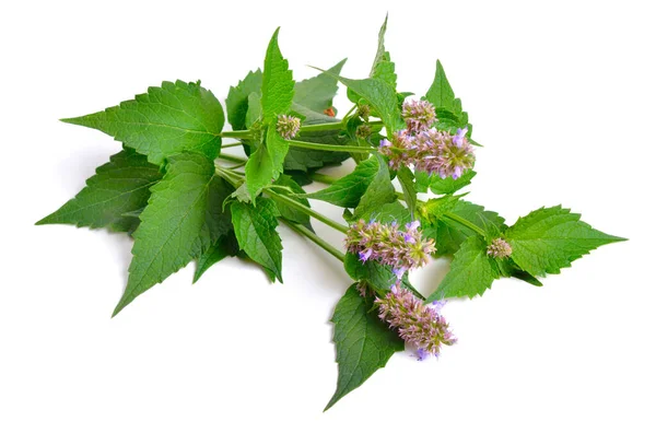 Agastache foenikulum Agastache anethiodora, anis-isop-blå isop, duftende gigantisk isop, lavendelkjempe-isop – stockfoto