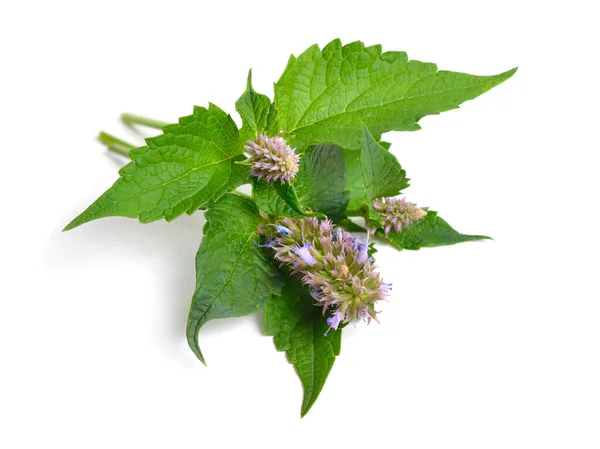 Agastache foeniculum Agastache anethiodora, anise hyssop μπλε γίγαντας ύσσωπος, αρωματικό γίγαντας ύσσωπος, λεβάντα γίγαντας ύσσωπος — Φωτογραφία Αρχείου