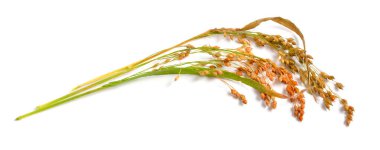 Panik miliasyum veya proso darı, süpürge mısır darı, domuz darı, Kaşfi darı, kırmızı darı ve beyaz darı izole edilmiş..