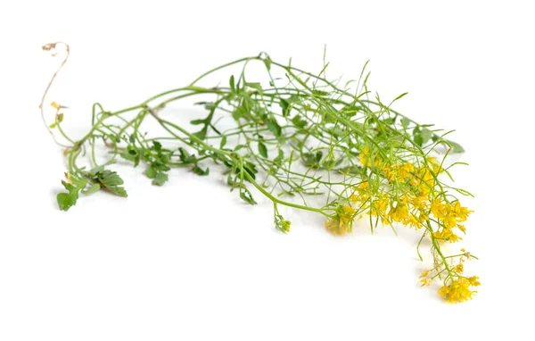 Rorippa Sylvestris Creeping Yellowcress Keek Yellow Fieldcress Isolated White Background — Stock Photo, Image