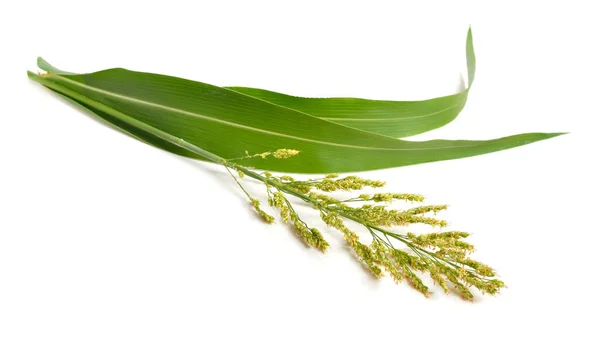 Sorghum Bicolor Comumente Chamado Sorgo Também Conhecido Como Grande Painço — Fotografia de Stock