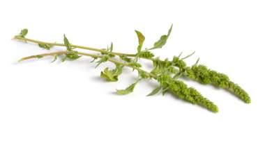 Amaranthus retroflexus veya kırmızı-kök amaranth, redroot pigweed, kırmızı kök domuz otu, yaygın araranth, domuz otu amaranth ve yaygın tumbleweed. İzole edilmiş.