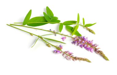 Desmodium kanadense. Yaygın isimleri arasında gösterişli kene-folyo, Kanada kene-folyo ve Kanada gıdıklama yoncası bulunur. Beyaz arkaplanda izole.