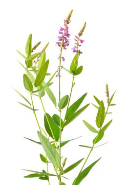 Desmodium kanadense. Yaygın isimleri arasında gösterişli kene-folyo, Kanada kene-folyo ve Kanada gıdıklama yoncası bulunur. Beyaz arkaplanda izole.