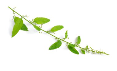 Lipandra polisperması ya da Chenopodium polispermum, yaygın olarak kullanılan adıyla Kaz Tohumu. İzole edilmiş.