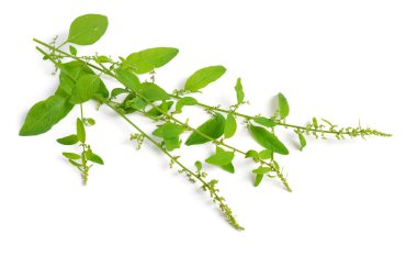 Lipandra polisperması ya da Chenopodium polispermum, yaygın olarak kullanılan adıyla Kaz Tohumu. İzole edilmiş.