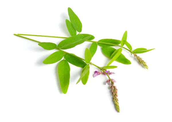 Desmodium Canadense Gemeenschappelijke Namen Zijn Onder Andere Opzichtige Teek Trefoil — Stockfoto