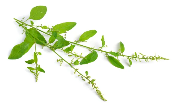 Lipandra Polysperma Chenopodium Polyspermum Veel Voorkomende Naam Manyseed Ganzenvoet Geïsoleerd — Stockfoto