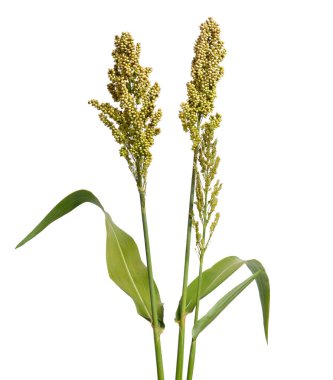 Sorghum bicolor, genellikle sorghum olarak bilinir ve ayrıca büyük darı, durra, jowari, jowar veya milo olarak da bilinir. İzole edilmiş