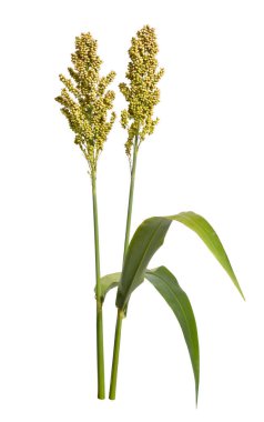 Sorghum bicolor, genellikle sorghum olarak bilinir ve ayrıca büyük darı, durra, jowari, jowar veya milo olarak da bilinir. İzole edilmiş