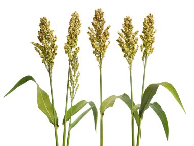 Sorghum bicolor, genellikle sorghum olarak bilinir ve ayrıca büyük darı, durra, jowari, jowar veya milo olarak da bilinir. İzole edilmiş