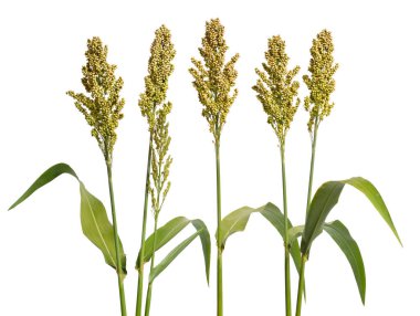 Sorghum bicolor, commonly called sorghum and also known as great millet, durra, jowari, jowar or milo. Isolated clipart