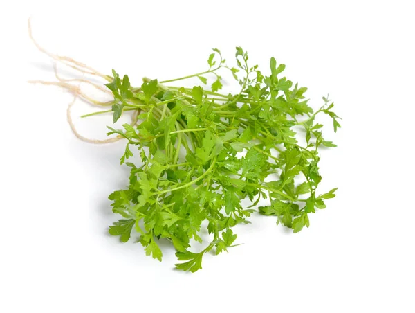 Garden cress, Lepidium sativum, is known as mustard and cress, pepperwort, pepper grass, or poor mans pepper. Isolated — Stock Photo, Image