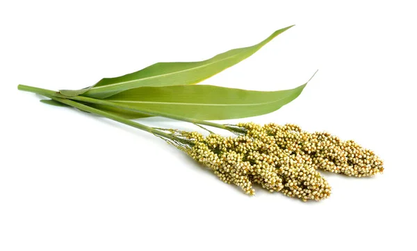 Sorghum bicolor, ook wel sorghum genoemd en ook bekend als grote gierst, durra, jowari, jowar of milo. geïsoleerd — Stockfoto