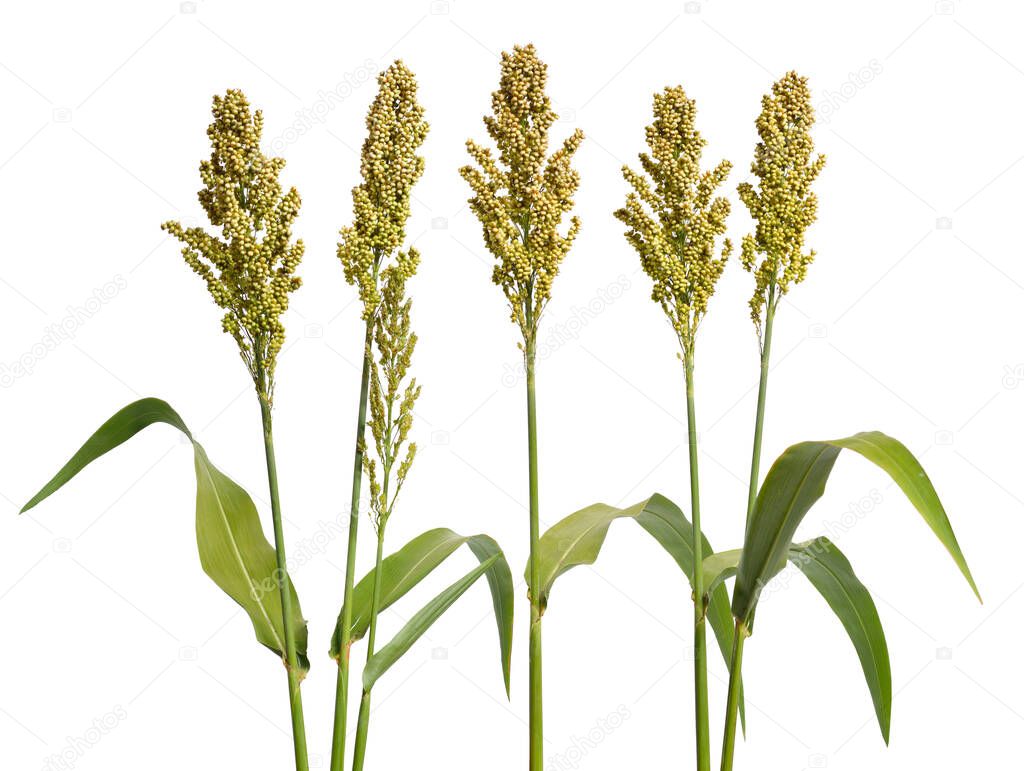 Sorghum bicolor, commonly called sorghum and also known as great millet, durra, jowari, jowar or milo. Isolated