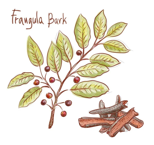 Frangula alnus twig and bark. Vector illustration. — Stock Vector