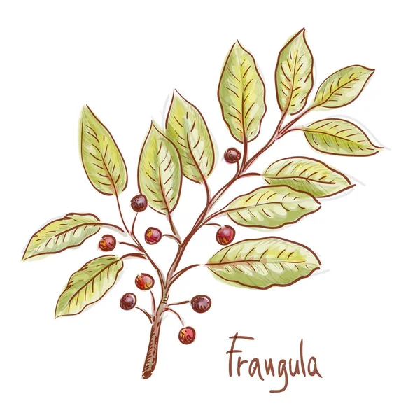 Frangula o arbusti ramoscello con berry. Illustrazione vettoriale. — Vettoriale Stock