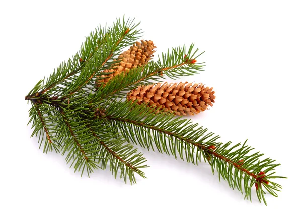 Spruce twig isolerade — Stockfoto