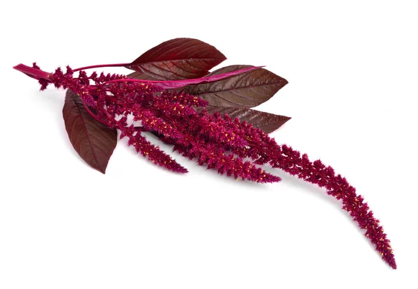 Amaranthus Απομονωθεί Λευκό — Φωτογραφία Αρχείου