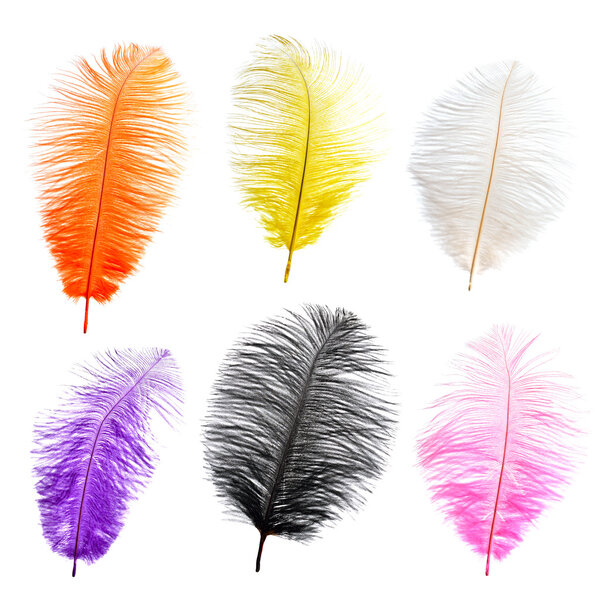 Collection of big color feathers.