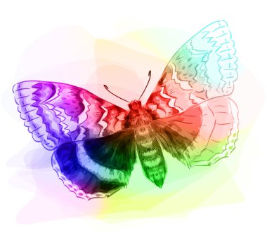 Kelebek. Iridescen renkler.