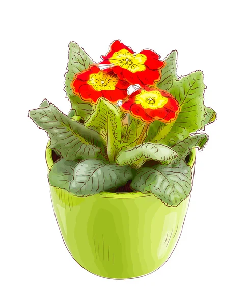 Röd primrose i en blomkruka — Stock vektor