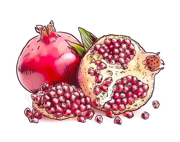 Granatapfel. Aquarell-Imitation. — Stockvektor