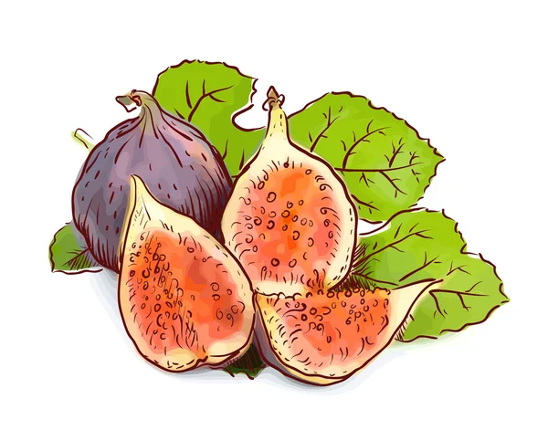 Figs. Watercolor imitation with sketch. — Stock Vector