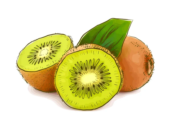 Kiwi. Vector illustration. — Stock Vector