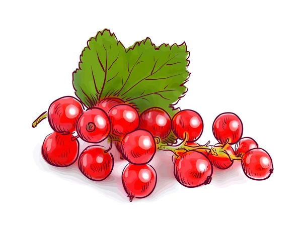 Ribes rosso. Illustrazione vettoriale . — Vettoriale Stock