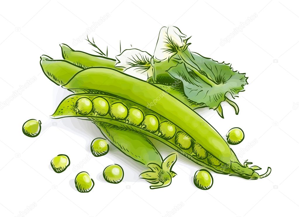 Pea pods. Vector illustration.